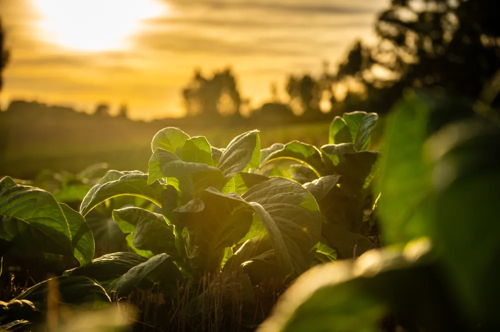Sinditabaco reforça cuidados no campo; confira dicas para enfrentar a exposição solar