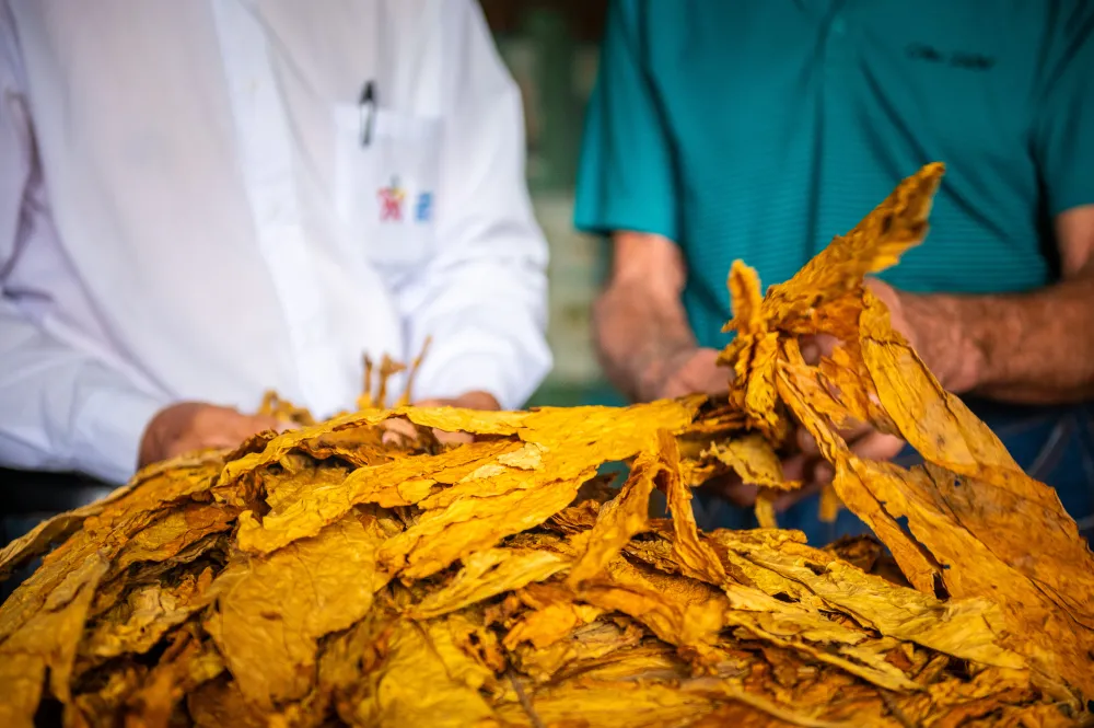 Material estranho no tabaco: o problema que compromete qualidade e valorização